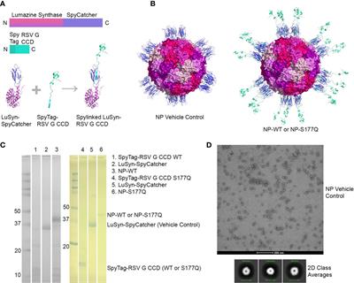 Immunogenicity and protective efficacy of an RSV G S177Q central conserved domain nanoparticle vaccine